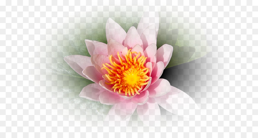 Corel，Flor PNG