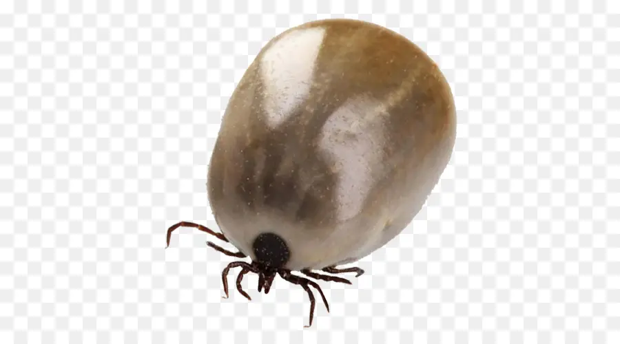 Tick，Pragas PNG