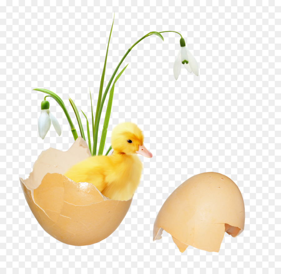 Pato，Ovo PNG