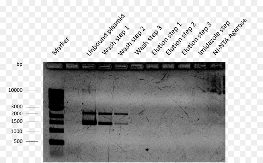 Isopropílico ßd1thiogalactopyranoside，Plasmidial PNG