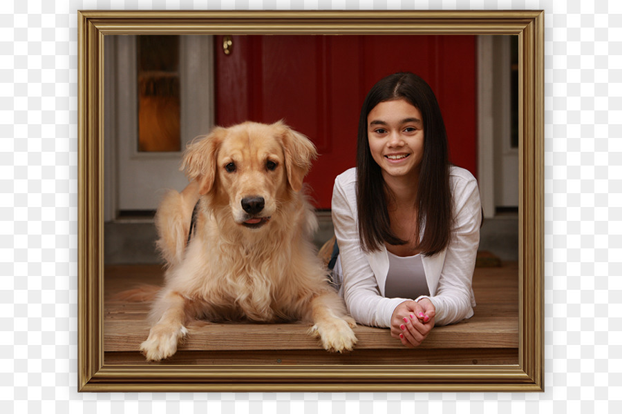 Golden Retriever，Filhote De Cachorro PNG