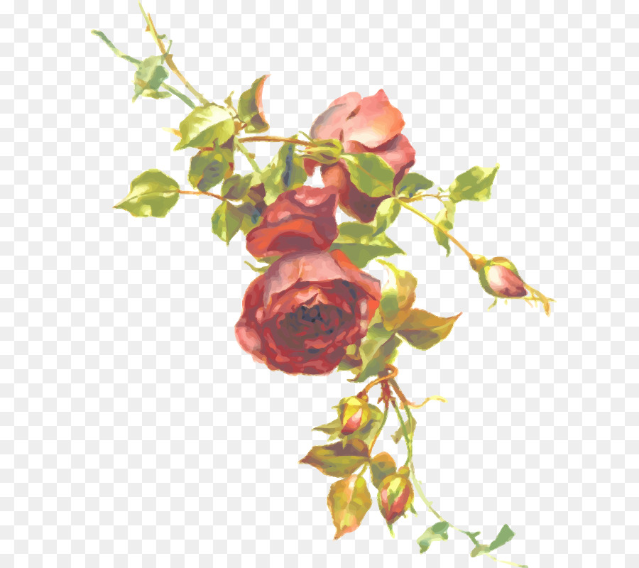 Rosa，Vermelho PNG