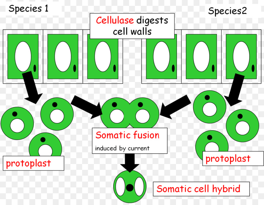 Somáticas De Fusão，A Engenharia Genética PNG