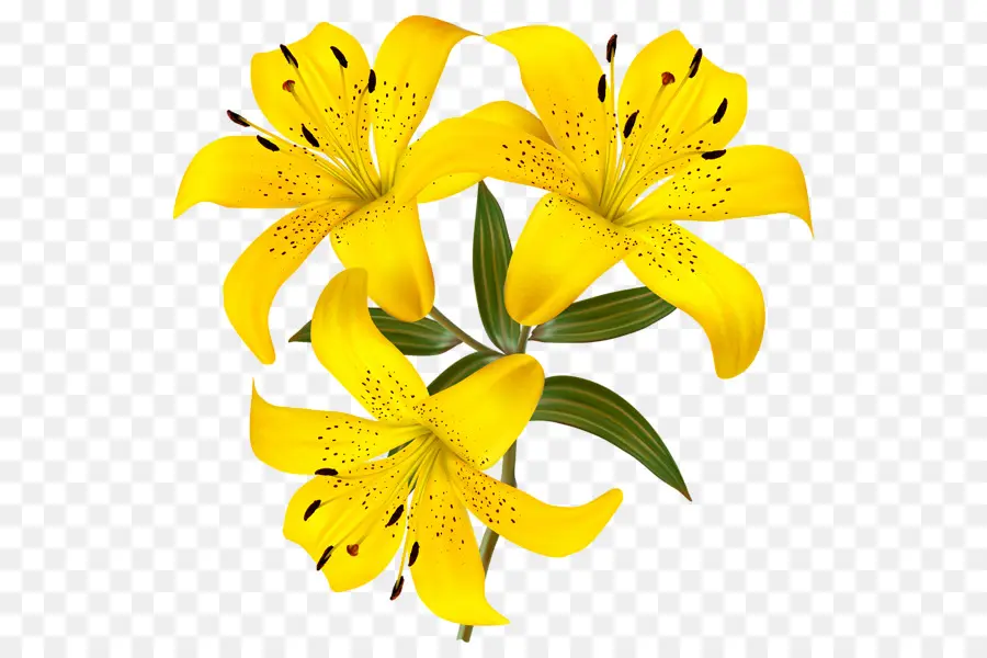 Tiger Lily，Flor PNG