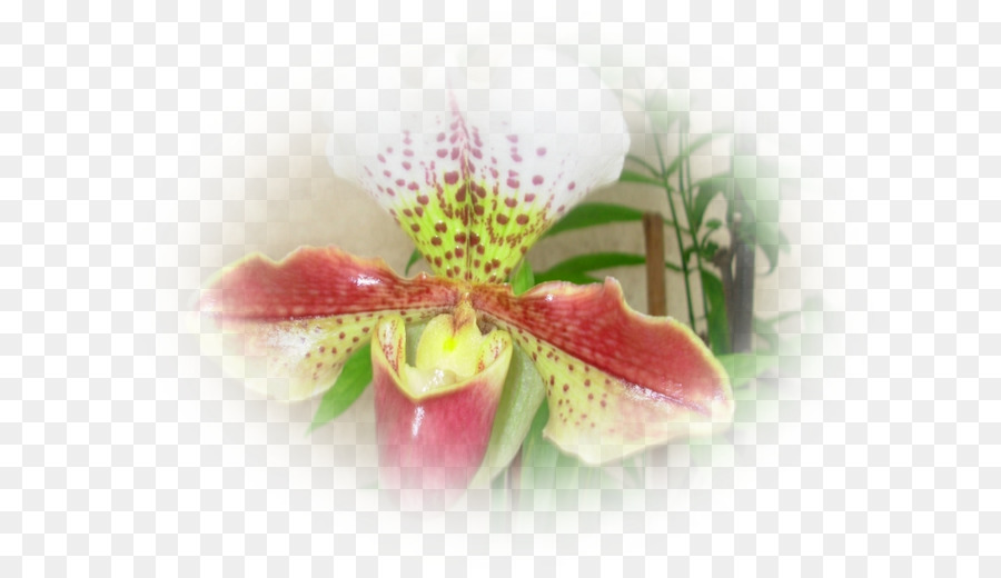 Traça Orquídeas，Closeup PNG