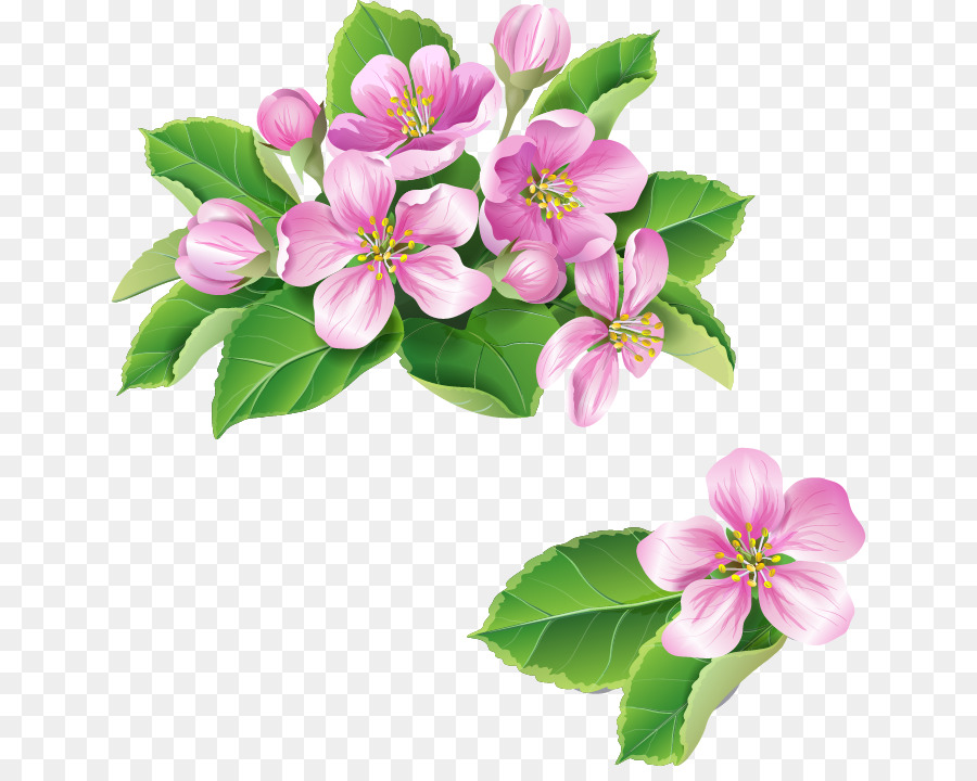Blossom，Flor PNG