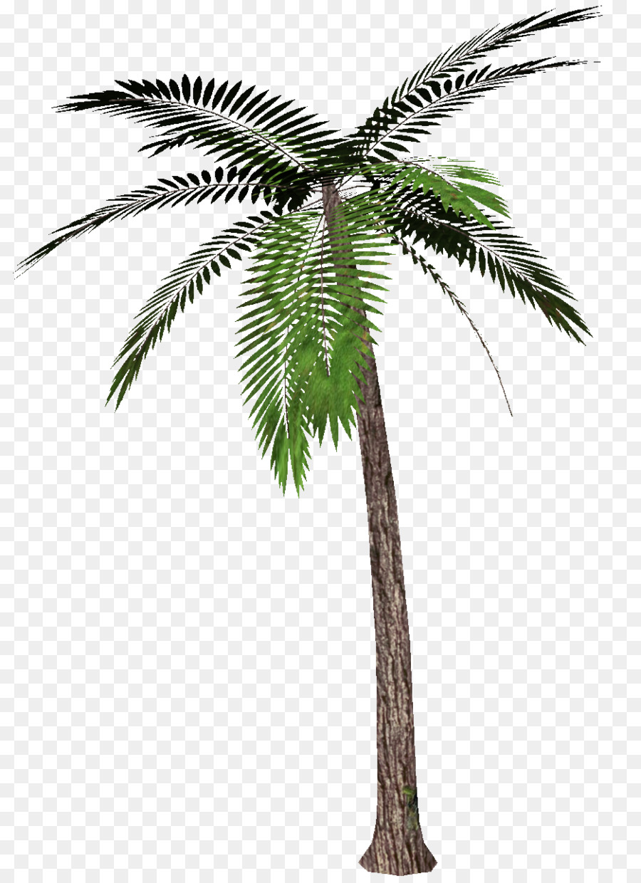 Arecaceae，árvore PNG