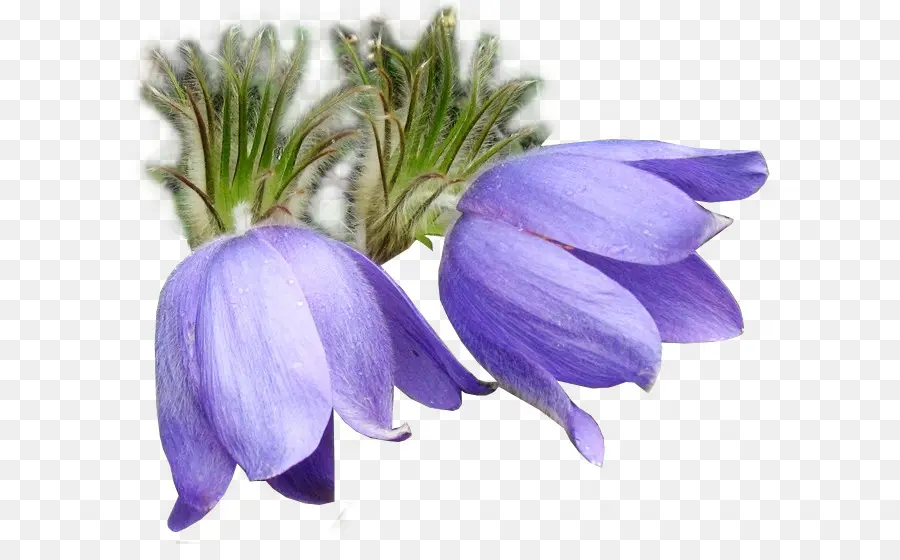 Oriental Pasqueflower，Flor PNG