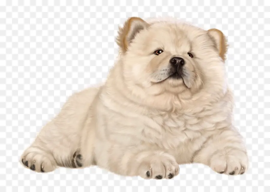 Cachorro Chow Chow，Bicho De Estimação PNG