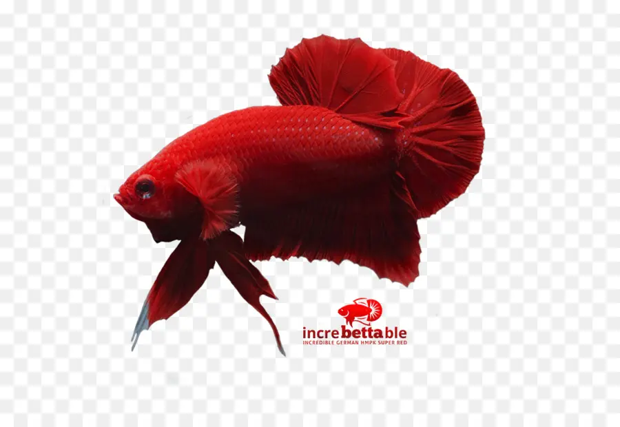 Peixe Beta Vermelho，Peixe PNG