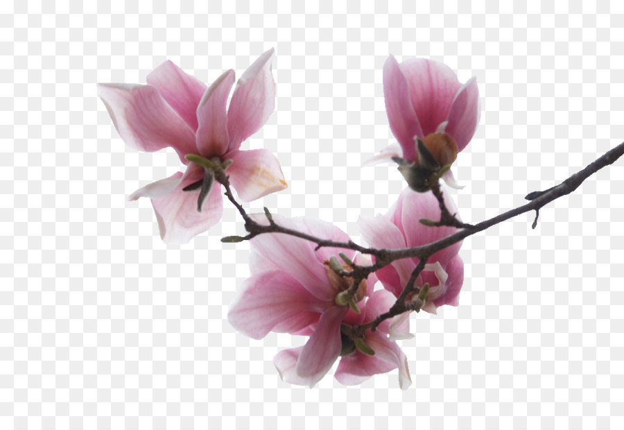 Flor，Magnolia PNG