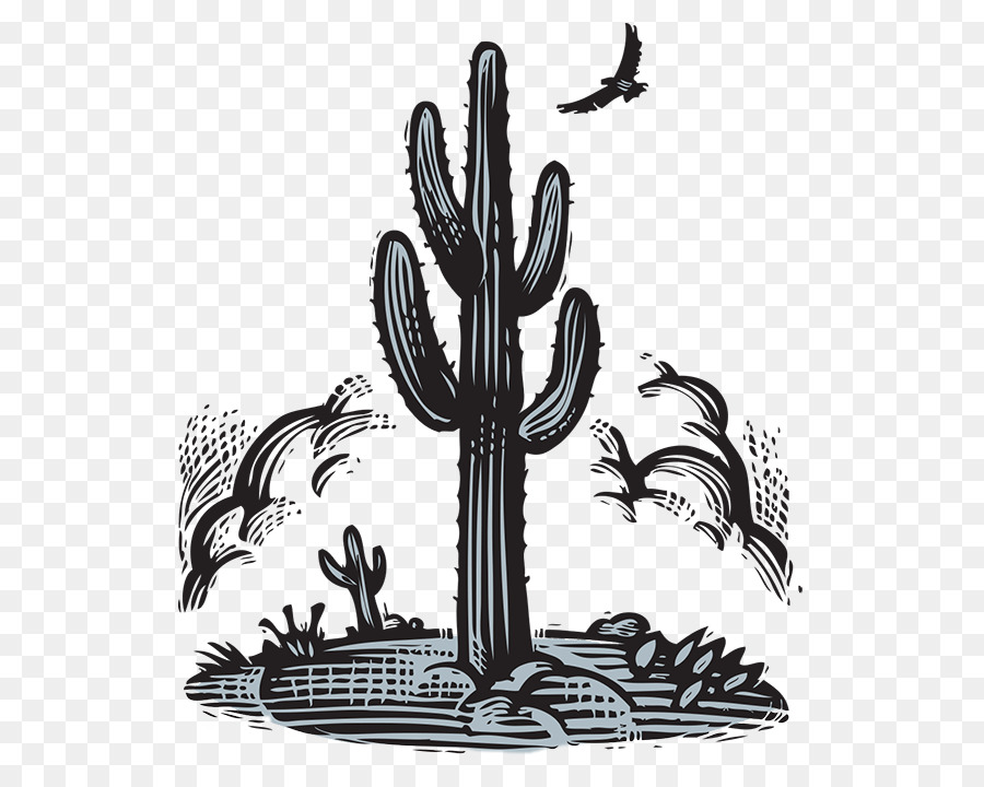 Desenho，Cactaceae PNG