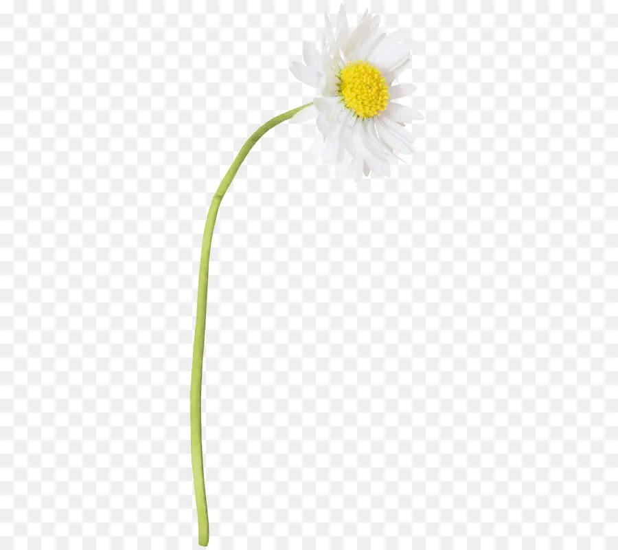 Oxeye Daisy，Camomila PNG