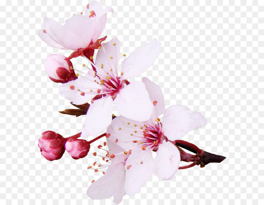 Flor Rosa，Florescer PNG