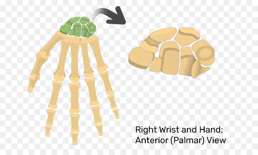 Ossos Da Mão，Pulso PNG