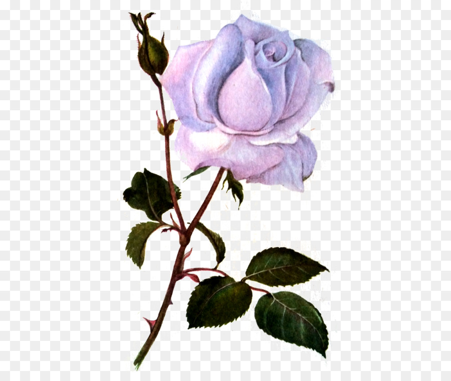 Repolho Rosa，As Rosas Do Jardim PNG
