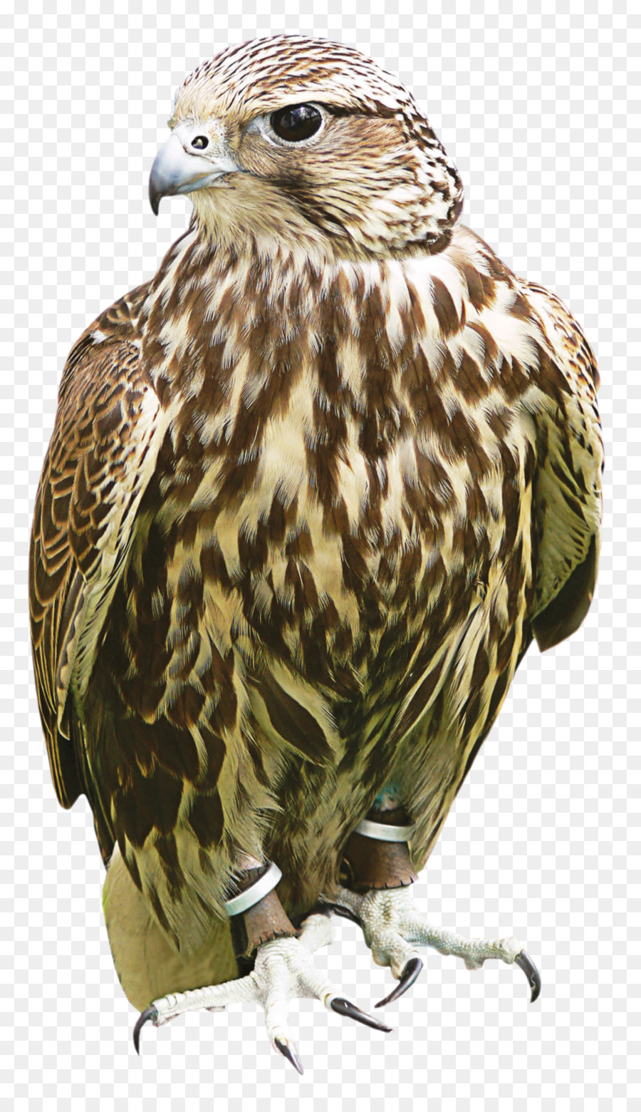 Hawk，Coruja PNG