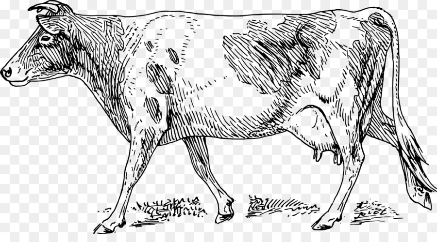 Guernsey Gado，Holstein Frísia Gado PNG