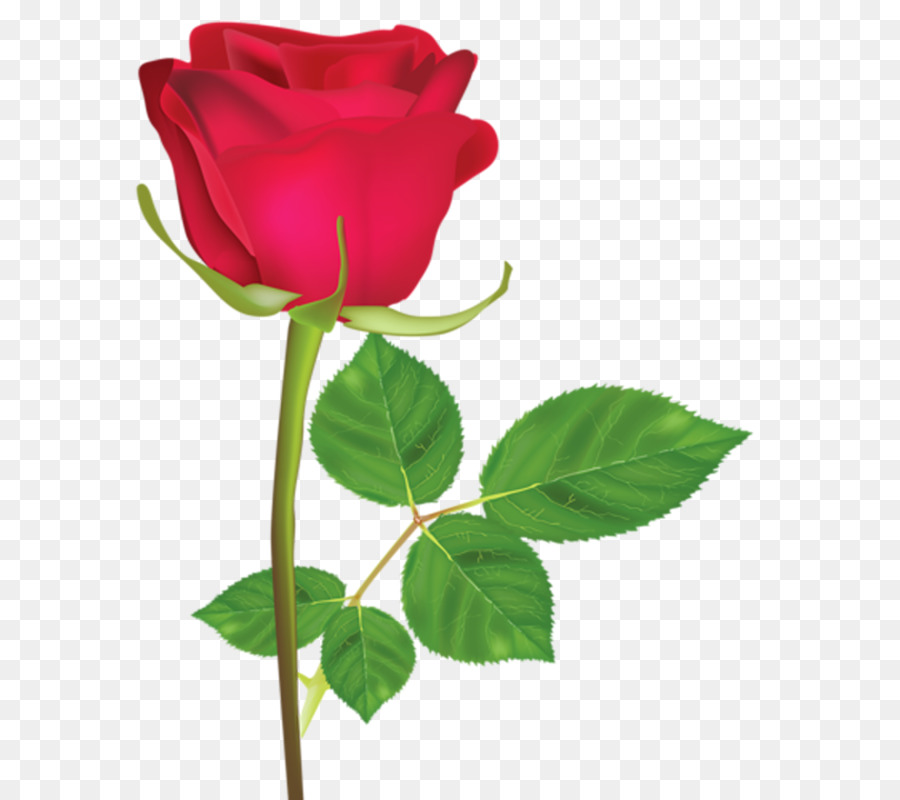 Rosa，Vermelho PNG