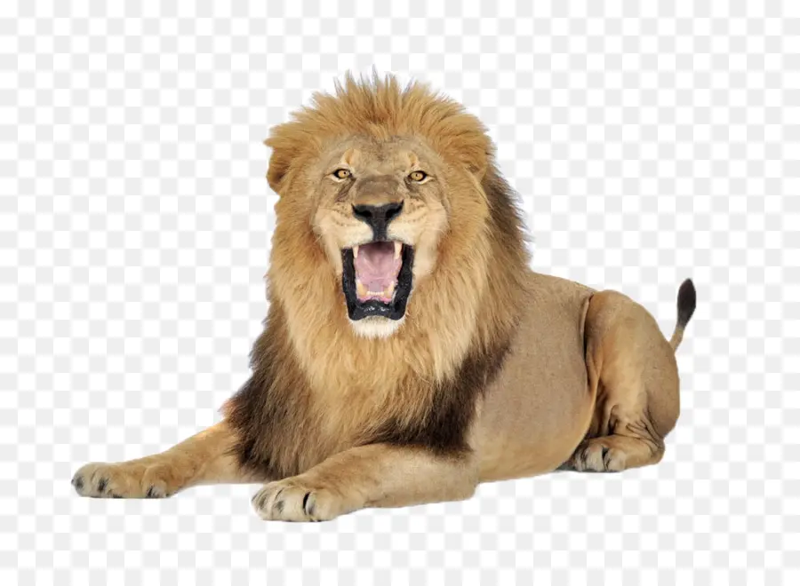 Leões，Grandes Felinos PNG