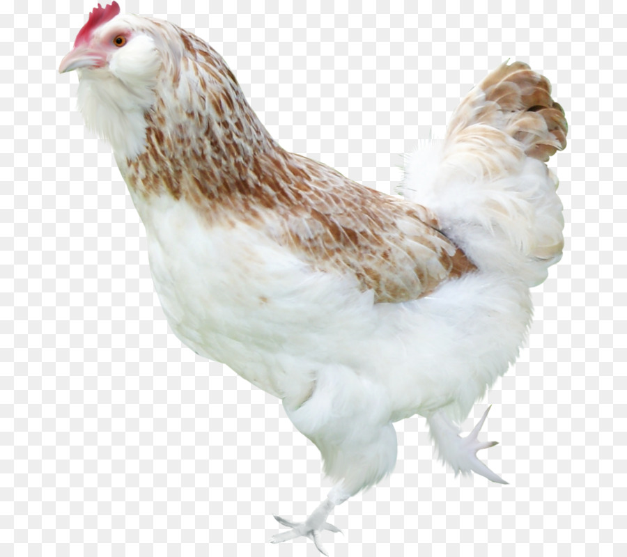 Frango，Poultry Melhore PNG