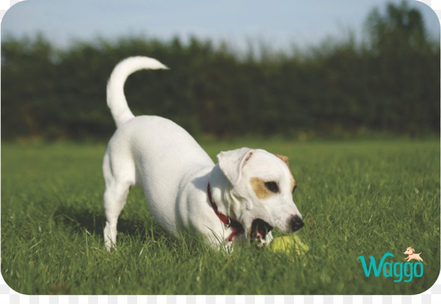 Jack Russell Terrier，Raça Do Cão PNG