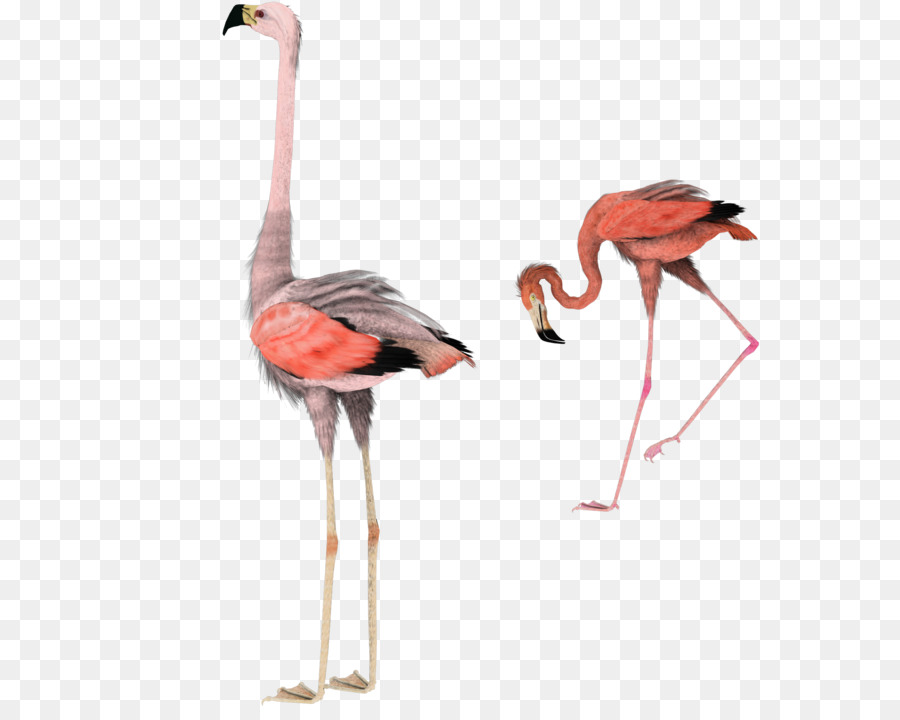 Flamingos，Rosa PNG