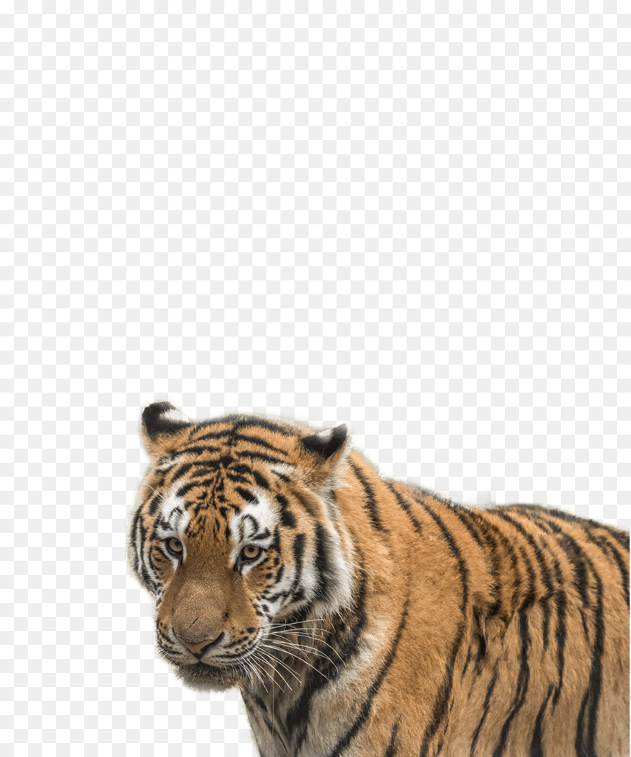 Tigre，Gato Grande PNG