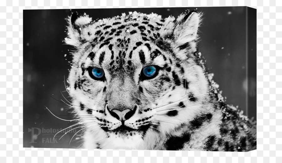 Leopard，Felidae PNG