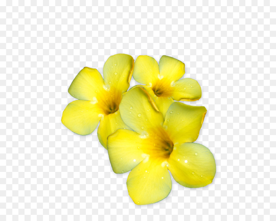 Flores De Pluméria，Florescer PNG