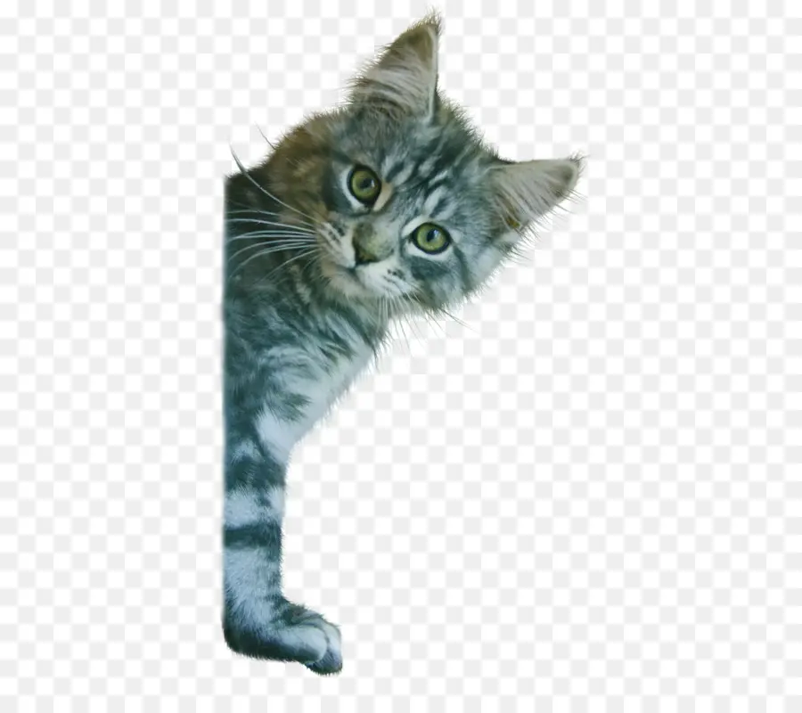 Gato，Gatinho PNG