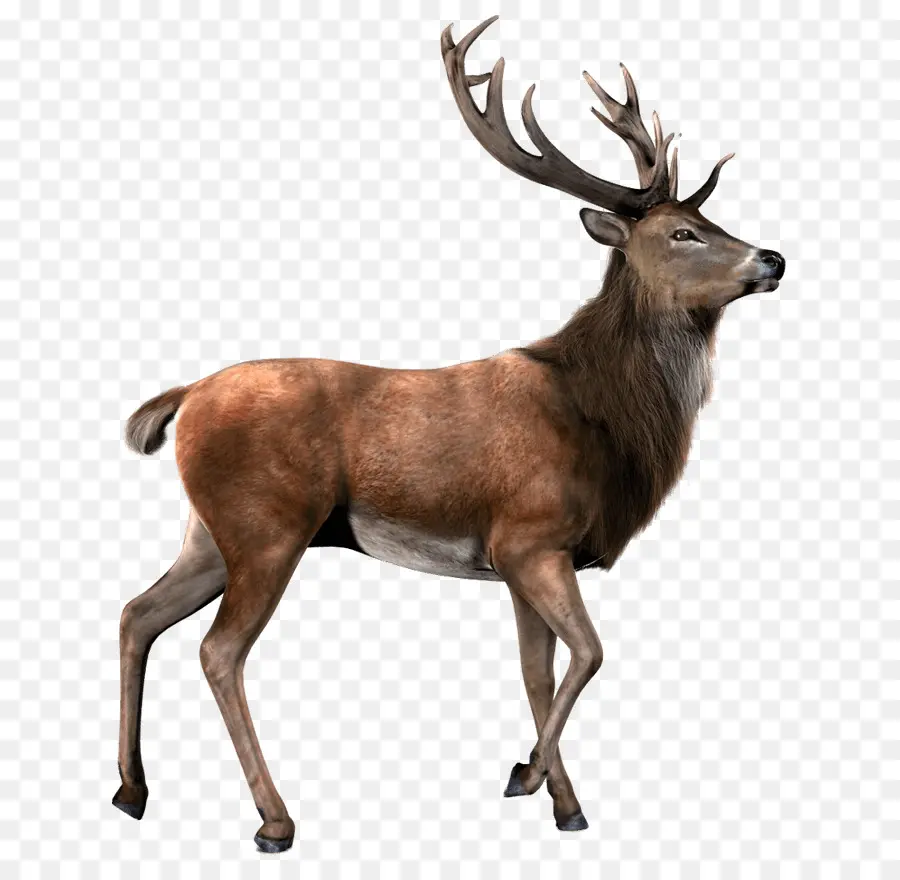 Deer，Elk PNG
