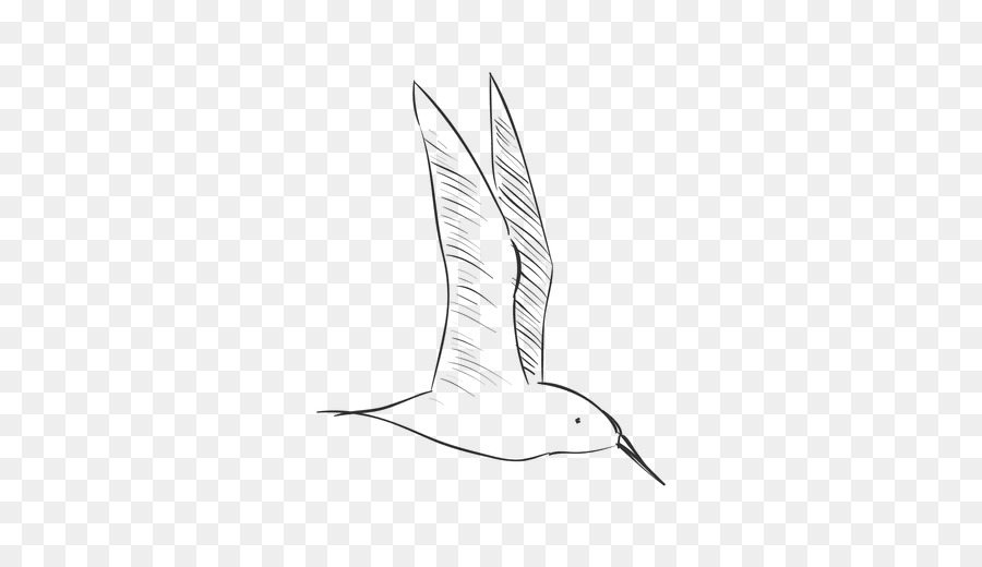 Aves，Desenho PNG