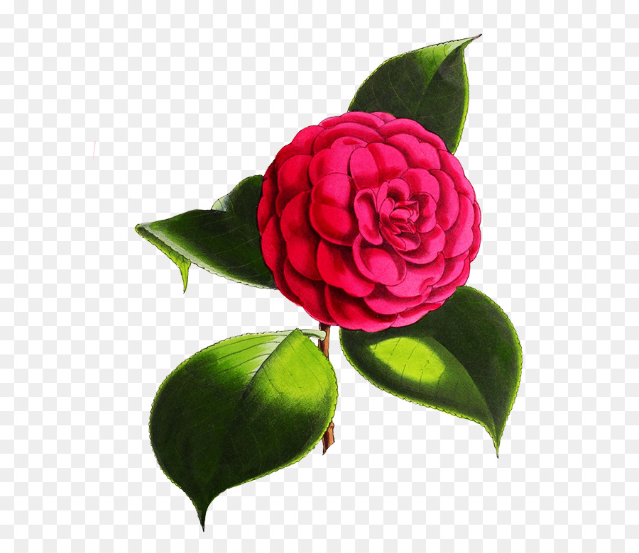 As Rosas Do Jardim，Japonês De Camélia PNG