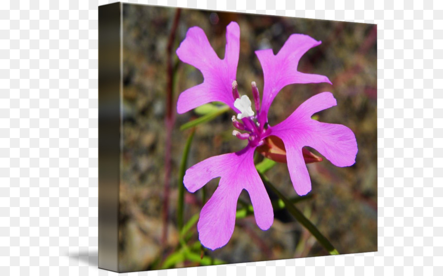 Clarkia Pulchella，Flores Silvestres PNG