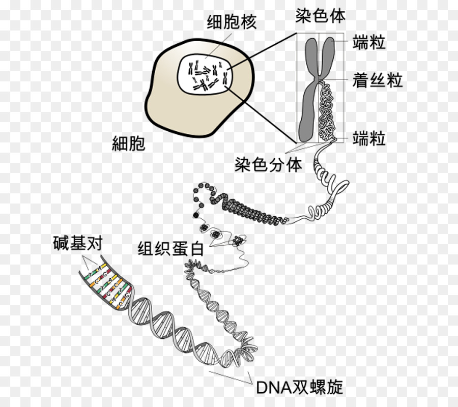 Estrutura Do Dna，Genética PNG