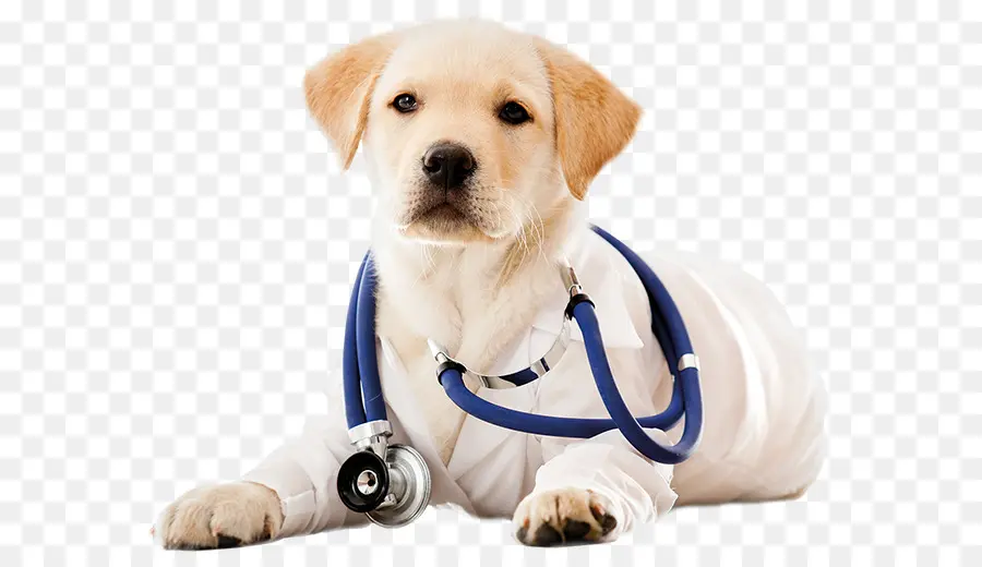 Médico Cachorrinho，Estetoscópio PNG