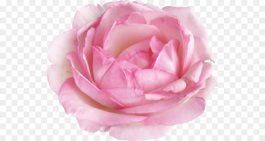 Rosa Rosa，Florescer PNG