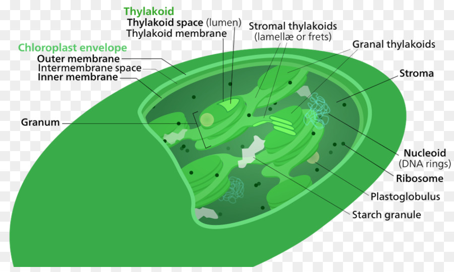 Thylakoid，A Clorofila PNG