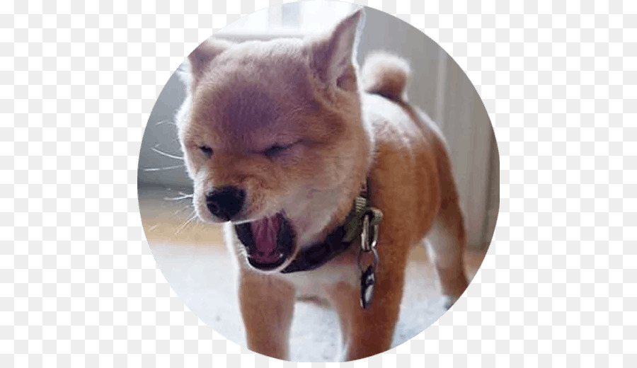 Shiba Inu，Filhote De Cachorro PNG