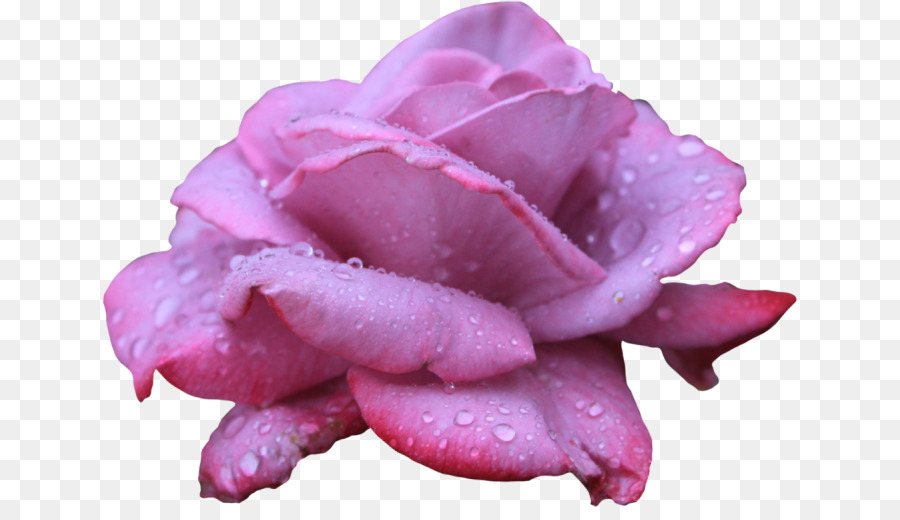 Rosa Rosa，Florescer PNG