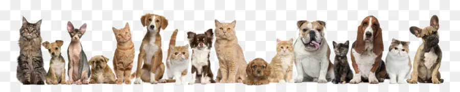 Gatos E Cachorros，Animais De Estimação PNG