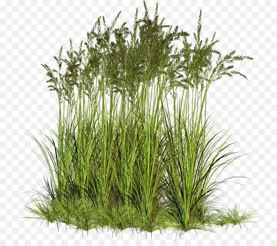 Azevém，Sweet Grass PNG