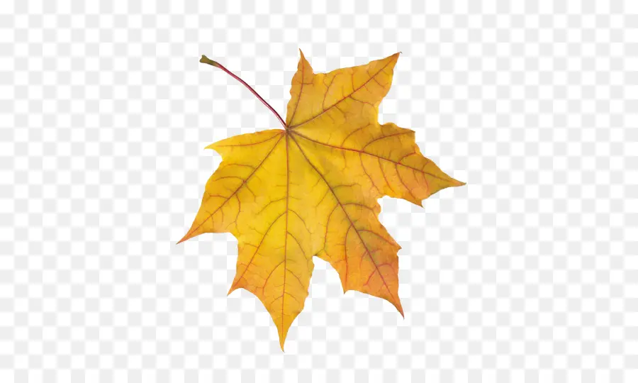 Folha，Autumn Leaves PNG