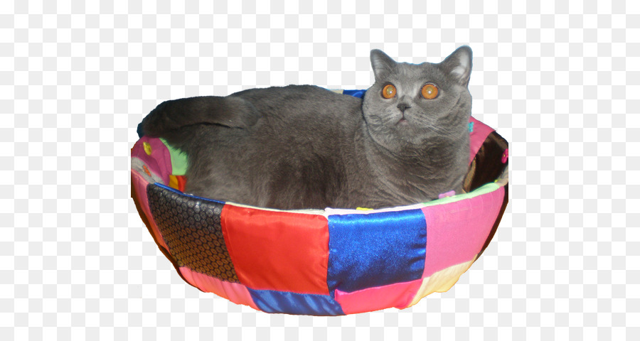 Chartreux，British Shorthair PNG