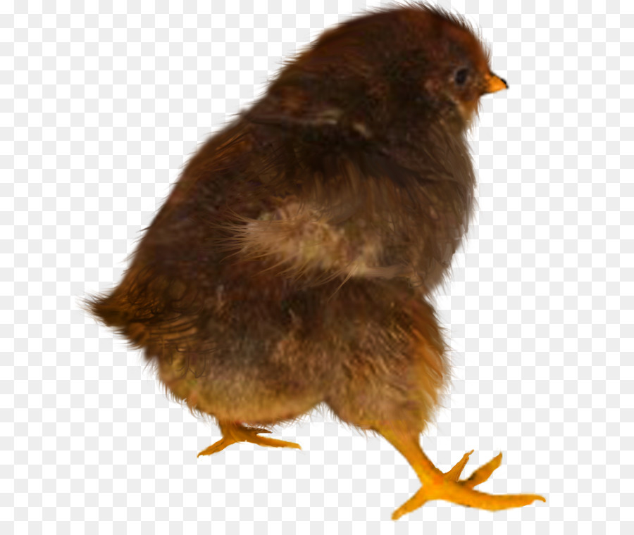 Frango，Papel De Parede Da área De Trabalho PNG