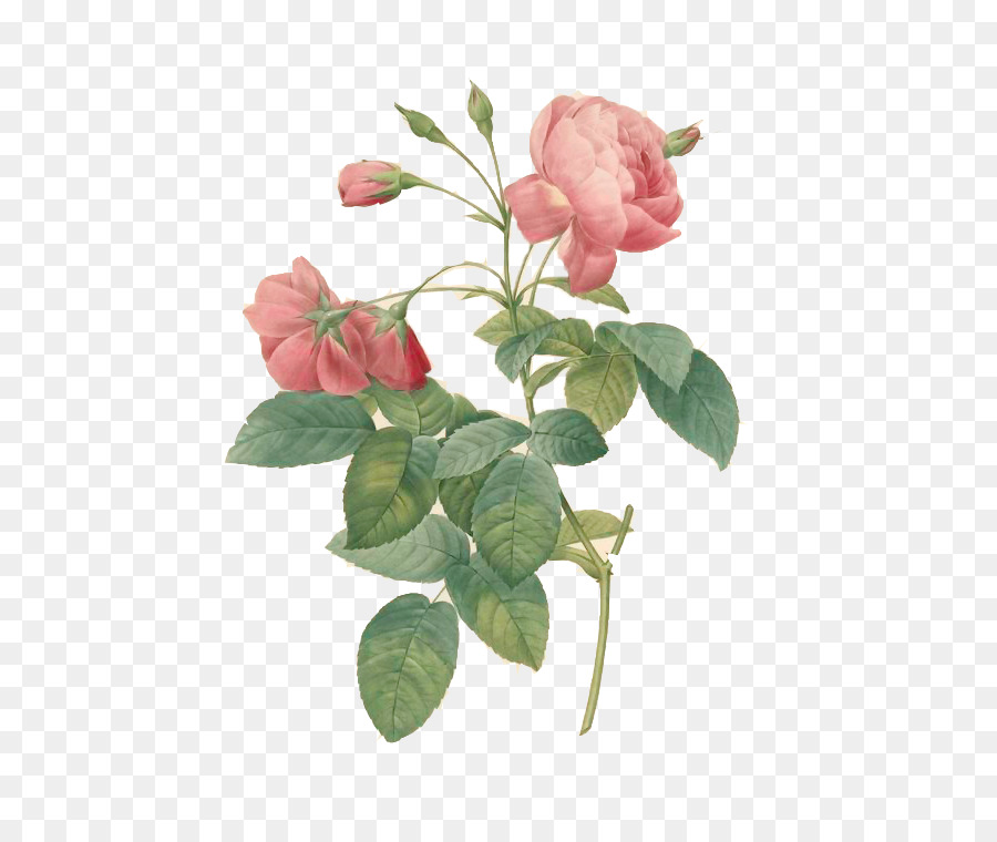 Rosa Rosa，Florescer PNG