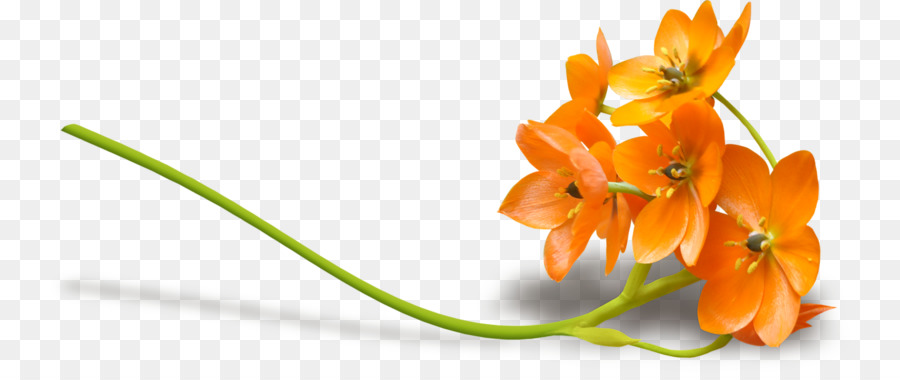 Flores Laranja，Natureza PNG