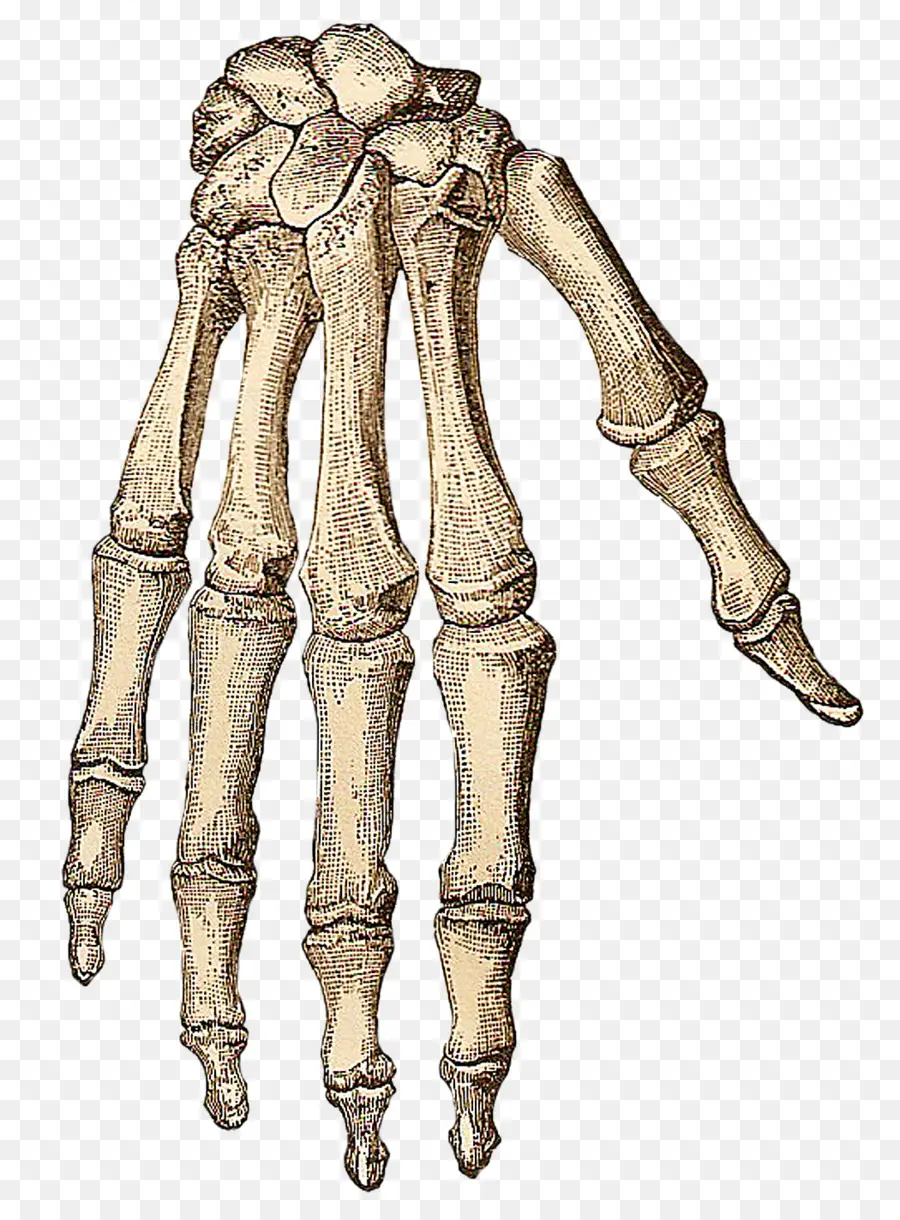 Esqueleto Humano，Corpo Humano PNG
