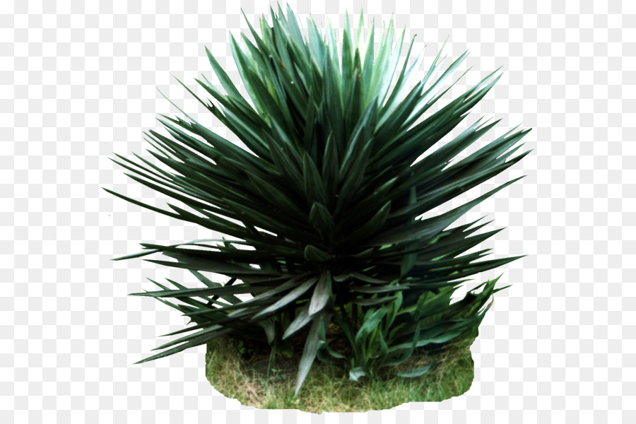 Agave Azul，Planta De Casa PNG